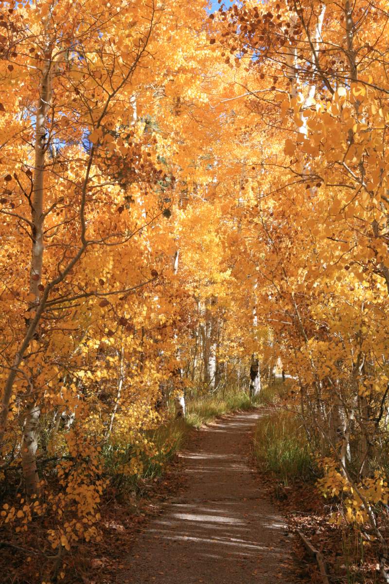 Mammoth Lakes: Fall Colors 6 Aspens in June Lake