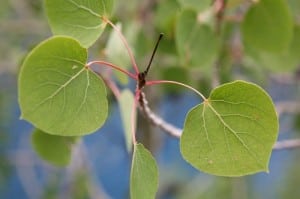 Mammoth Lakes: Fall Colors 4 Aspen Leaf
