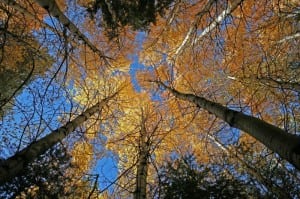 Mammoth Lakes: Fall Colors 5 Bedposts