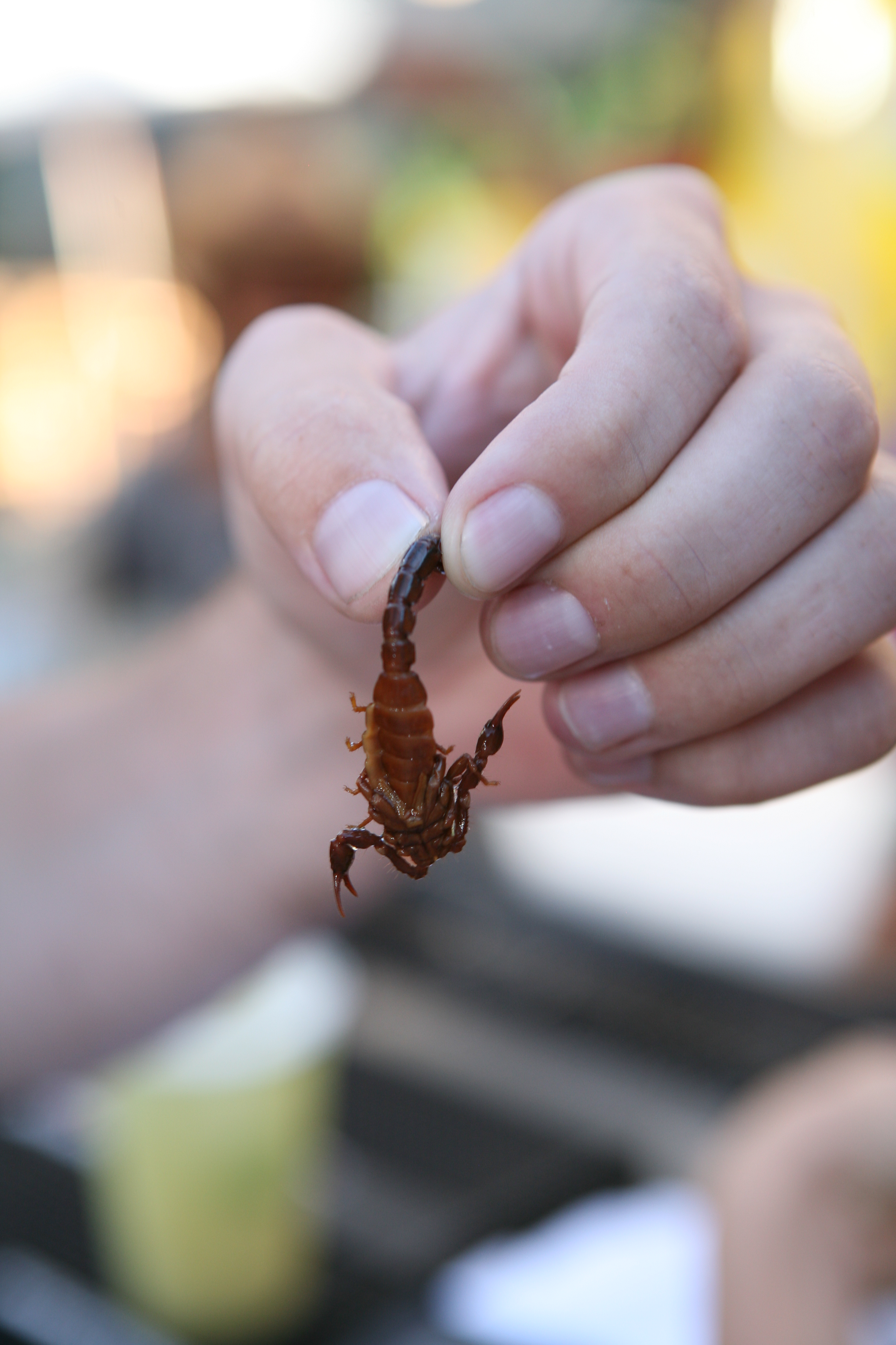 Mammoth Margarita Festival: Mammoth Lakes 5 Scorpion Tasting