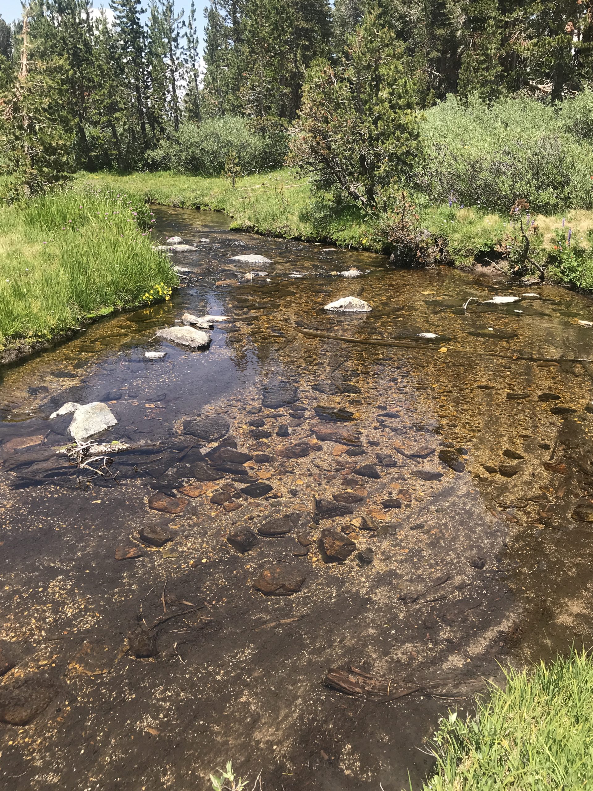 Stream in Sky Meadows
