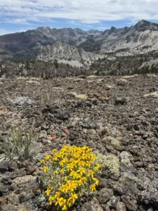 A Classic Mammoth Lakes Sunday: Hiking from Lake George to the Mammoth Crest & Red Cones 4 Flowers on Mammoth Crest